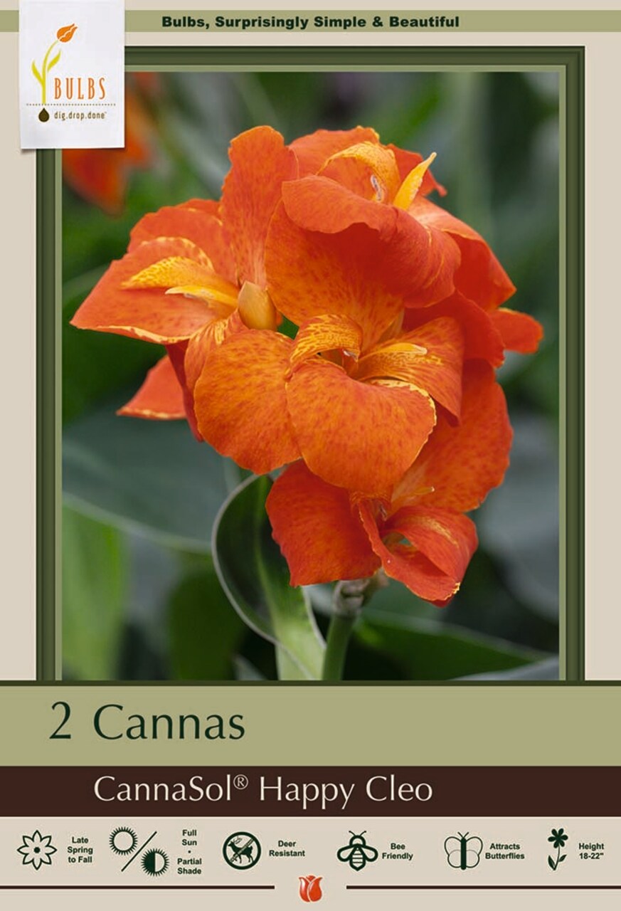 Happy Cleo CannaSol - Orange Petals & Gold Throats - 2 Rhizomes - 3/5 Eyes